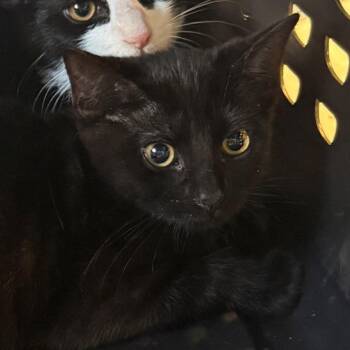 Bitsy -  Domestic Short Hair Cat for Adoption in Charlottesville, Virginia - Bitsy | PetCurious