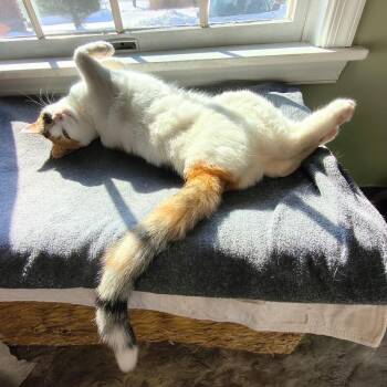 Calico Cats Available for Adoption - FAITH | PetCurious