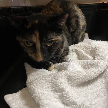 Domestic Short Hair Cats Available for Adoption - Yoko | PetCurious