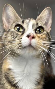 Novella 1118-26 -  Domestic Short Hair Cat for Adoption in Cumming, Georgia - Novella 1118-26 | PetCurious