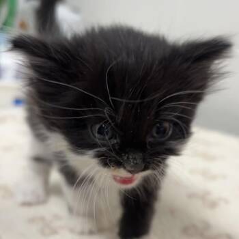 Louise -  Domestic Medium Hair Cat for Adoption in Gloucester, Virginia - Louise | PetCurious
