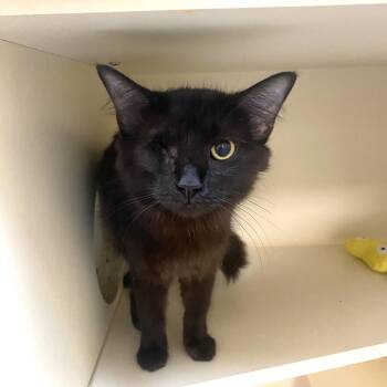 Esme -  Domestic Medium Hair Cat for Adoption in Elyria, Ohio - Esme | PetCurious