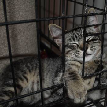 Rascal -  Tabby Cat for Adoption in Sacramento, California - Rascal | PetCurious