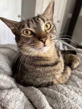 Rescue Domestic Short Hair Cats for Adoption in Tampa, Florida - Cayman | PetCurious