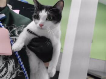 Domestic Short Hair Cats Available for Adoption in Omaha, Nebraska - OBSIDIAN | PetCurious