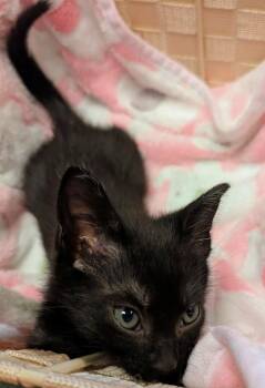 Pearl -  Domestic Short Hair Cat for Adoption in Warner Robins, Georgia - Pearl | PetCurious