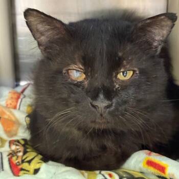 Wilson -  Domestic Long Hair Cat for Adoption in Kanab, Utah - Wilson | PetCurious