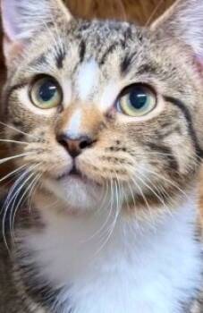 Rescue Domestic Short Hair Cats for Adoption in Morton Grove, Illinois - Tucker | PetCurious