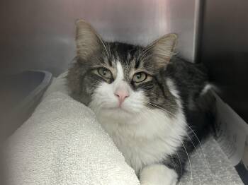Rescue Domestic Medium Hair Cats for Adoption in Clifton, New Jersey - Michael | PetCurious