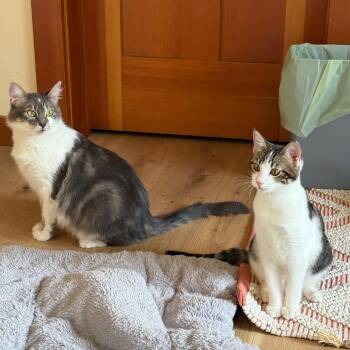 Domestic Short Hair Cats Available for Adoption - Wi