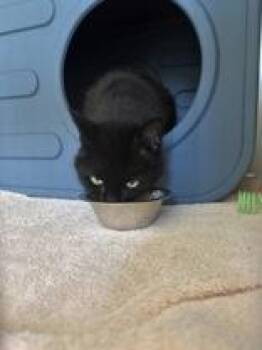 Iris -  Domestic Long Hair Cat for Adoption in Potsdam, New York - Iris | PetCurious