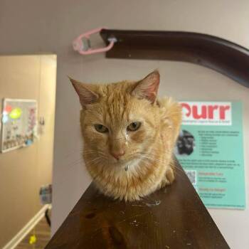 Lily -  Domestic Short Hair Cat for Adoption in Philadelphia, Pennsylvania - Lily | PetCurious
