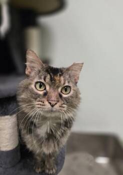 Lucille Bald -  Domestic Medium Hair Cat for Adoption in Batavia, Ohio - Lucille Bald | PetCurious