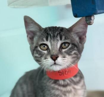 Ginny -  Domestic Short Hair Cat for Adoption in Golden, Colorado - Ginny | PetCurious