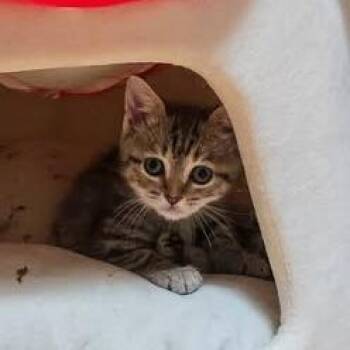 Voss -  Domestic Short Hair Cat for Adoption in Lynchburg, Virginia - Voss | PetCurious
