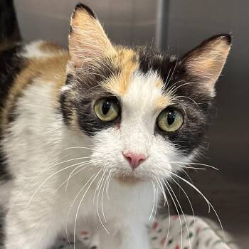 Roygbiv -  Domestic Medium Hair Cat for Adoption in Matteson, Illinois - Roygbiv | PetCurious