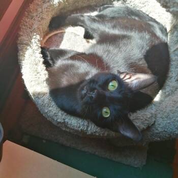 Spook - Bonded with Casper! -  American Shorthair Cat for Adoption in Bristol, Indiana - Spook - Bonded With Casper! | PetCurious