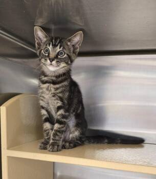 Domestic Short Hair Cats Available for Adoption in Ruskin, Florida - Artemis | PetCurious