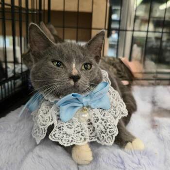 Rescue Domestic Short Hair Cats for Adoption in East Orange, New Jersey - Georgia | PetCurious