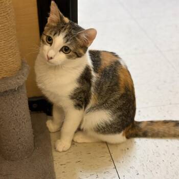 Ella -  Domestic Short Hair Cat for Adoption in Cortland, New York - Ella | PetCurious