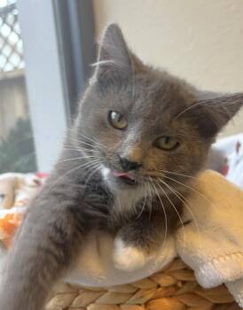 Domestic Long Hair and Domestic Short Hair Cats Available for Adoption - Hadley And Rowen | PetCurious