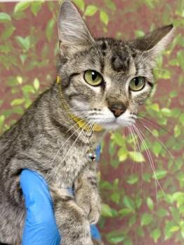 Domestic Short Hair Cats Available for Adoption in San Antonio, Texas - Seguin | PetCurious