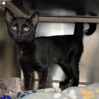 Domestic Short Hair Cats Available for Adoption in Roanoke, Virginia - Happy | PetCurious