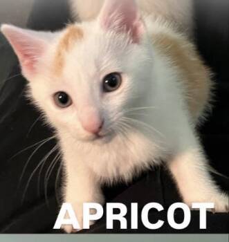 Apricot -  Domestic Short Hair Cat Available for Adoption - Apricot | PetCurious