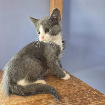 Murky Dismal -  Domestic Short Hair Cat for Adoption in Brookings, South Dakota - Murky Dismal | PetCurious