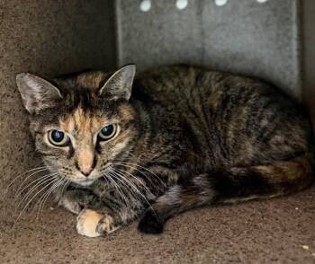 AUTUM MAGIC -  Domestic Short Hair Cat for Adoption in Louisville, Kentucky - AUTUM MAGIC | PetCurious