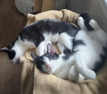 Gus & Shawn *BONDED* -  Domestic Short Hair Cat for Adoption in Herndon, Virginia - Gus & Shawn *BONDED* | PetCurious