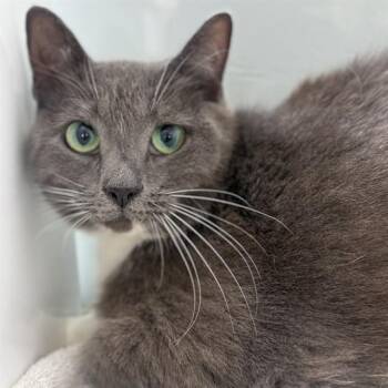 GRACIE -  Domestic Short Hair Cat for Adoption in Westminster, Maryland - GRACIE | PetCurious