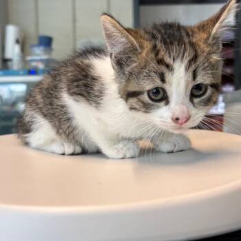 Domestic Short Hair Cats Available for Adoption in Huntington, West Virginia - Cookie | PetCurious