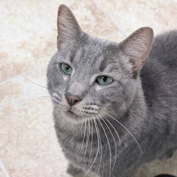 Klaus -  Domestic Medium Hair Cat for Adoption in Titusville, Florida - Klaus | PetCurious