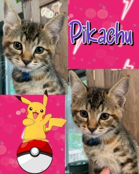 Pikachu -  Tabby Cat for Adoption in Pasco, Washington - Pikachu | PetCurious