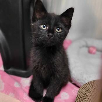 Rescue Domestic Medium Hair Cats for Adoption in Nantucket, Massachusetts - Caesar | PetCurious