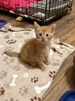 Other One -  American Shorthair Cat for Adoption in Big Rapids, Michigan - Other One | PetCurious
