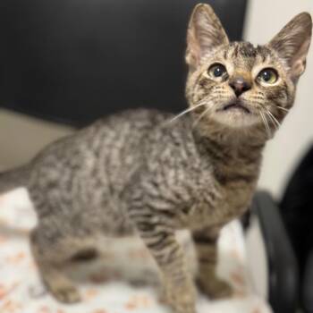 Eugene -  Domestic Short Hair Cat for Adoption in York, Pennsylvania - Eugene | PetCurious