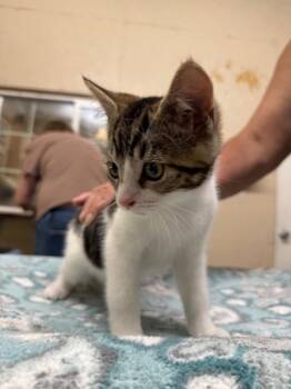Stag -  Domestic Short Hair Cat for Adoption in Sherwood, Oregon - Stag | PetCurious