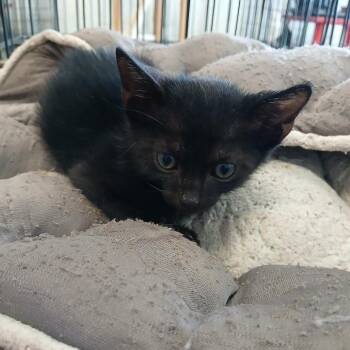 Chris -  Domestic Short Hair Cat for Adoption in Clarksdale, Mississippi - Chris | PetCurious
