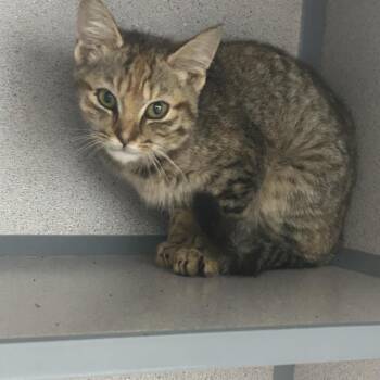 Chloe -  Domestic Short Hair Cat for Adoption in Greenville, Pennsylvania - Chloe | PetCurious
