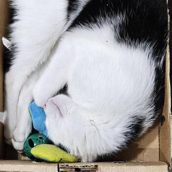 Shucks -  Domestic Short Hair Cat for Adoption in Edwardsville, Illinois - Shucks | PetCurious