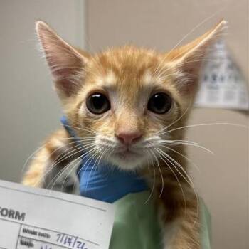 Nacho -  Domestic Short Hair Cat for Adoption in Tempe, Arizona - Nacho | PetCurious