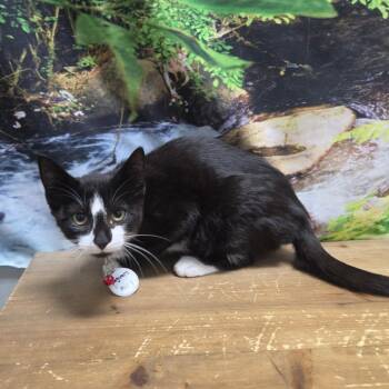 Jaguars -  Domestic Short Hair Cat for Adoption in Normal, Illinois - Jaguars | PetCurious
