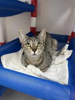 Whitney -  Domestic Short Hair Cat for Adoption in Largo, Florida - Whitney | PetCurious