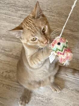 Domestic Short Hair Cats Available for Adoption in Kenosha, Wisconsin - Willy | PetCurious