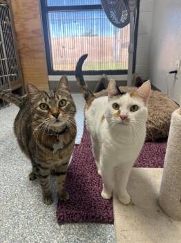 Loki and Leah BONDED -  Domestic Medium Hair Cat for Adoption in Glendale, Arizona - Loki And Leah BONDED | PetCurious