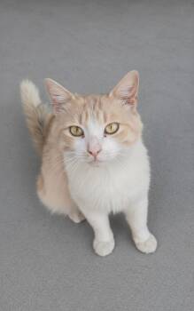 Orion -  Domestic Medium Hair and Maine Coon Cat for Adoption in San Jose, California - Orion | PetCurious