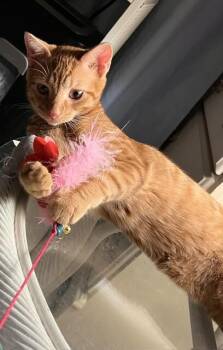 Oahu -  Domestic Short Hair Cat for Adoption - Oahu | PetCurious