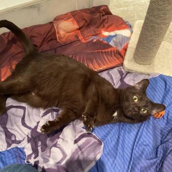 Domestic Short Hair Cats Available for Adoption - Lady Gaga | PetCurious